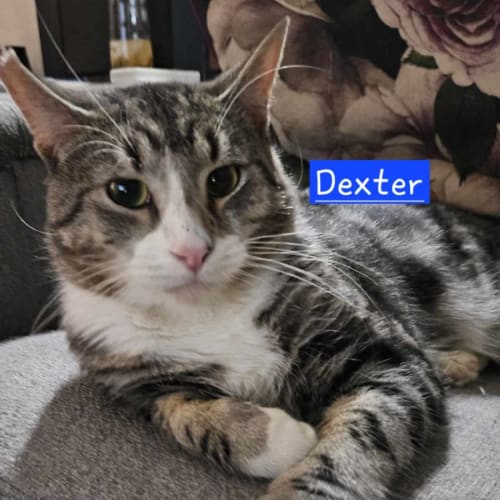 Dexter **2nd Chance Cat Rescue**