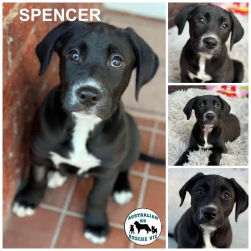 Spencer 
