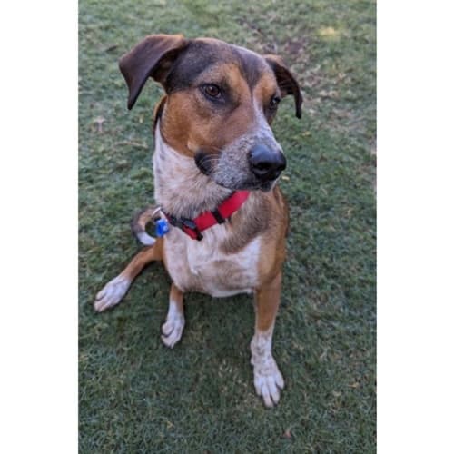 Scooby *$250 Adoption Fee*