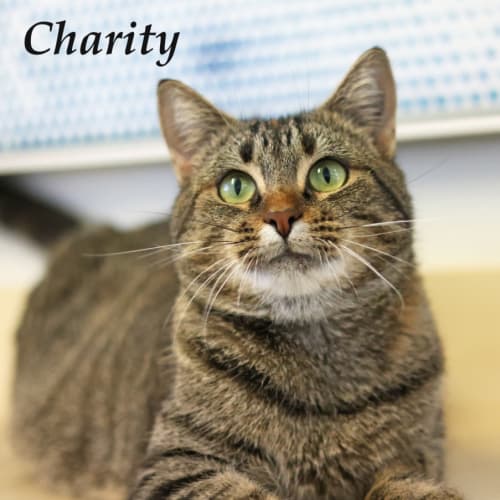 Charity