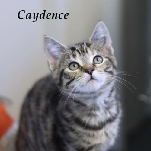 Caydence