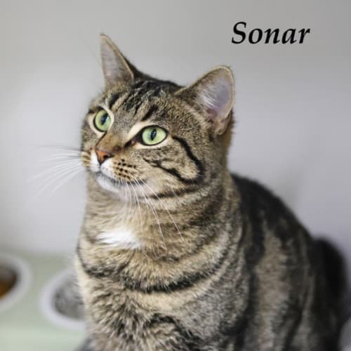 Sonar