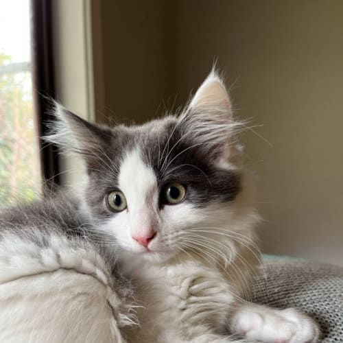 Bodhie - Located in Preston