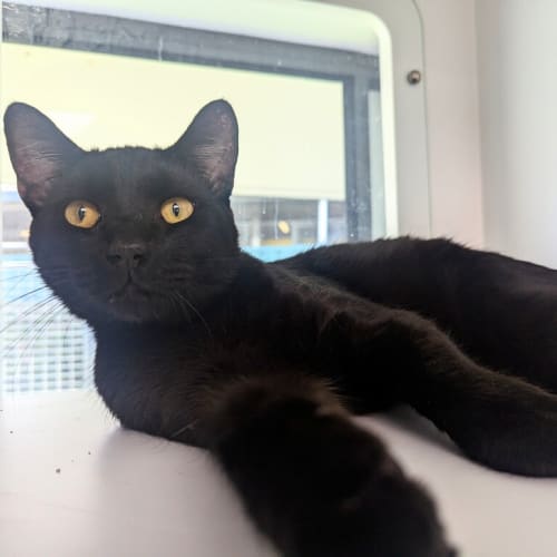 zuko