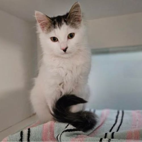 Phoebe
