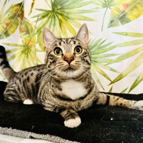 Hamm - Located in Preston