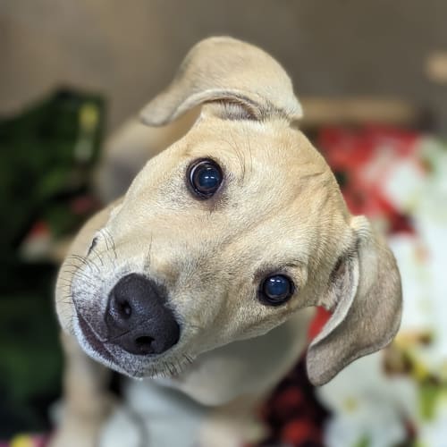 Roo
