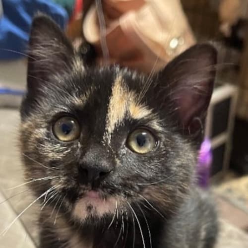 Penny - Petstock