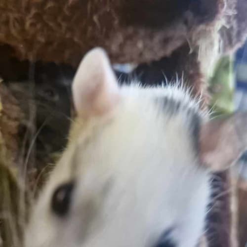 Rattie