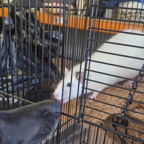 Rattie