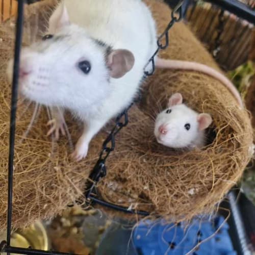 Rattie