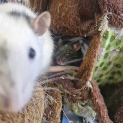 Rattie