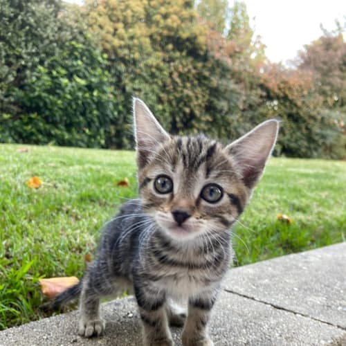 Darla
