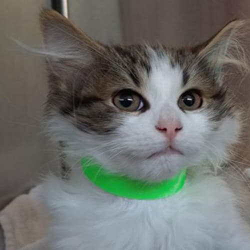 Mochi