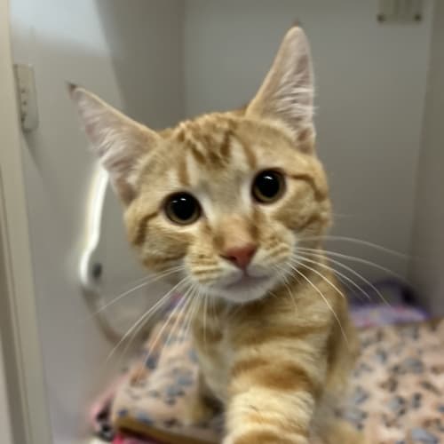 Garfield