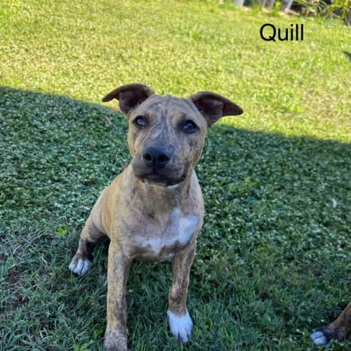 Quill
