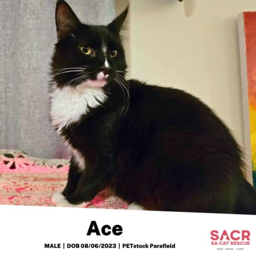 Ace