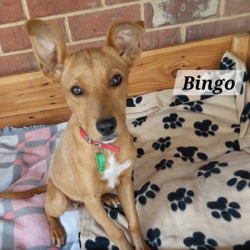 Dingo & Bingo