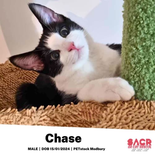 Chase