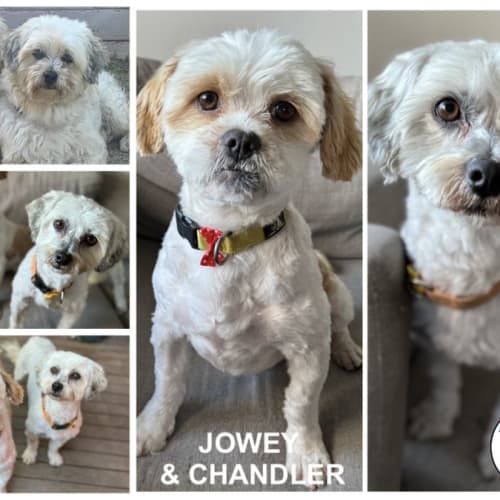 Jowey & Chandler 