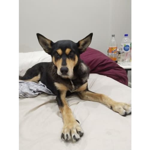 Coco *$150 Adoption Fee*