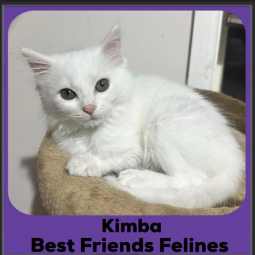 Kimba
