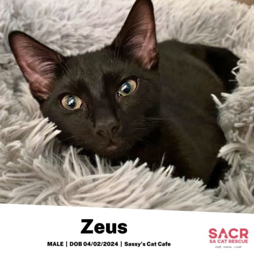 Zeus