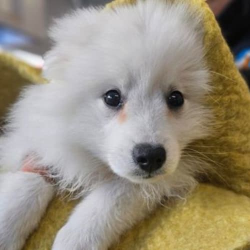 Theodore