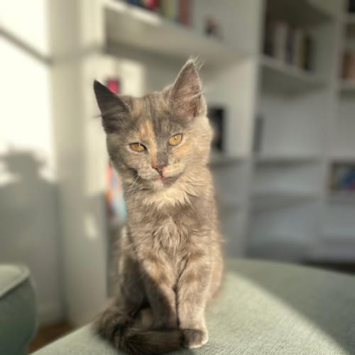 Marlo