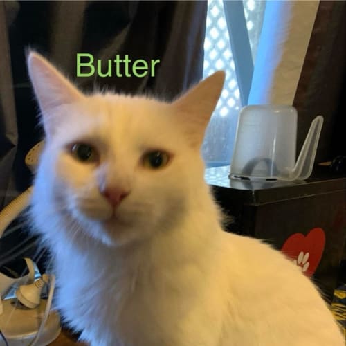 Butter