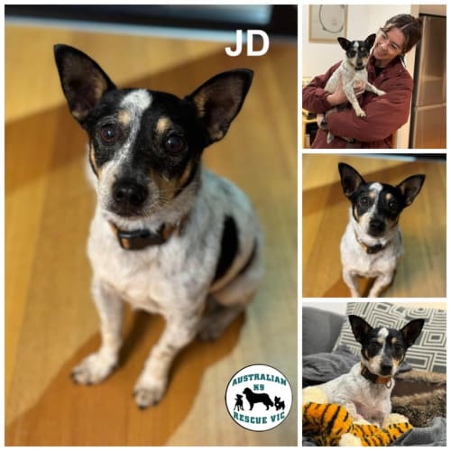 JD 
