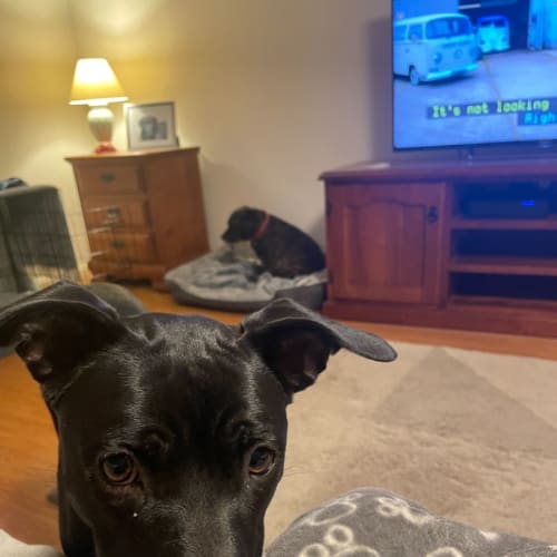 Bonnie - 1 Year Old Kelpie X