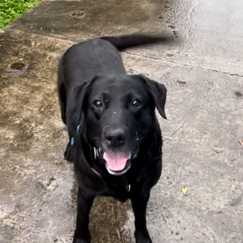 Maggie