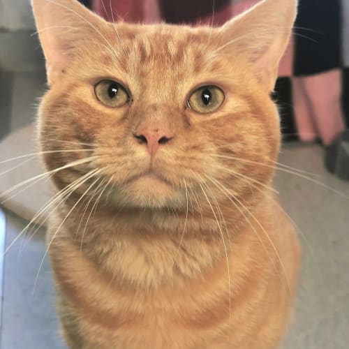 Garfield