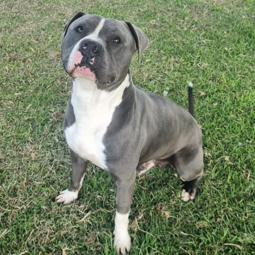 Bluey