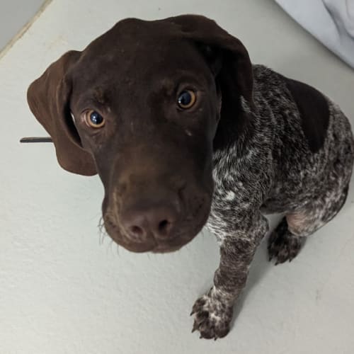 Koko