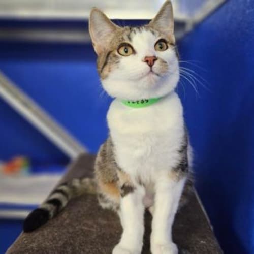 Kiki