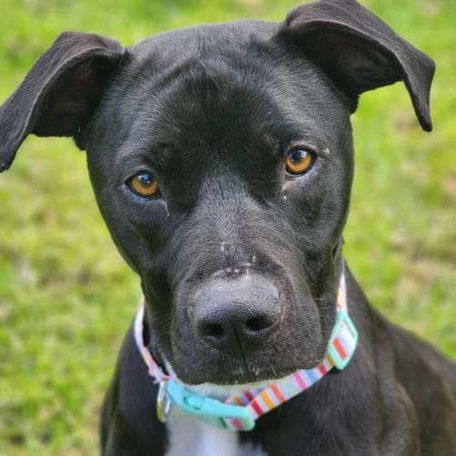 🍭 Bronte 5192 🍭