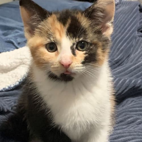 Belle