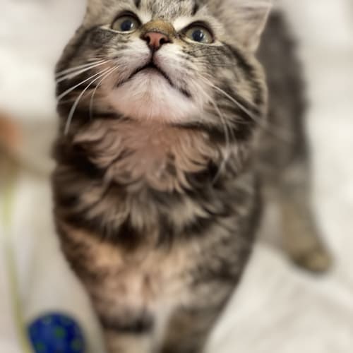 Ziggy