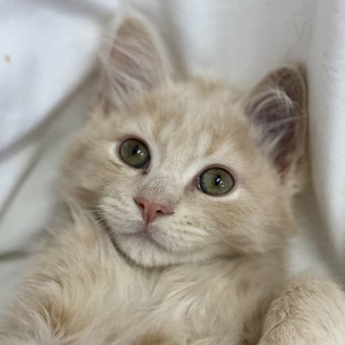 Toffee