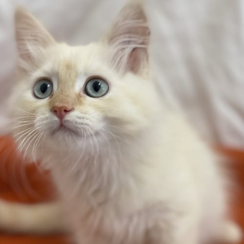Munchkin
