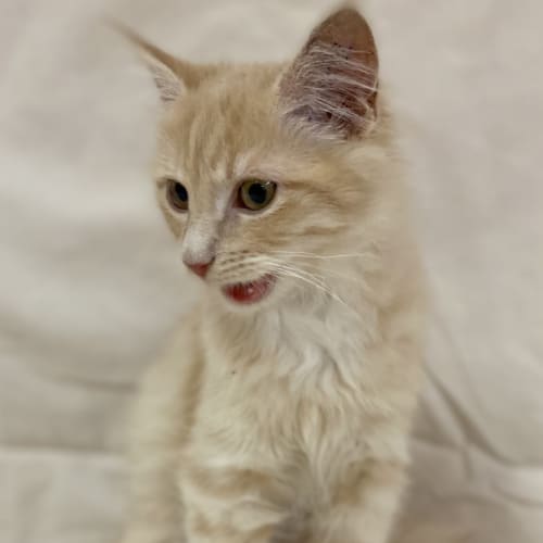 Daphne
