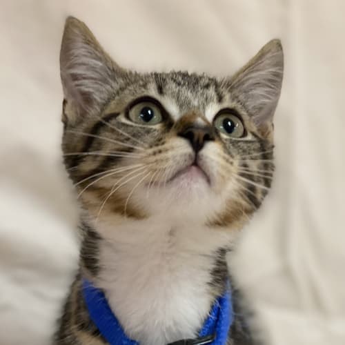 Bosco