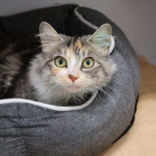 Lilu