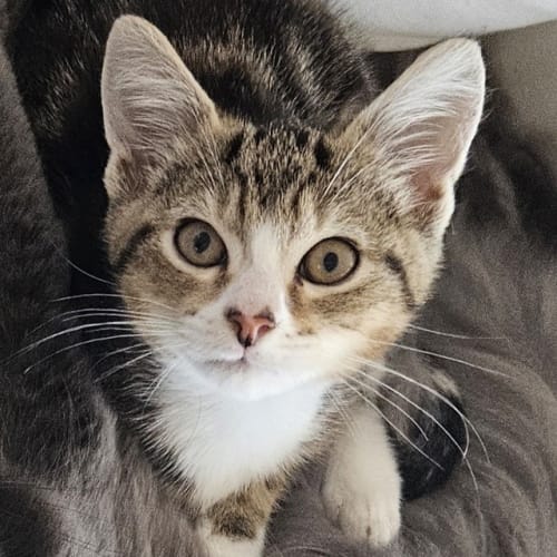 Mittens