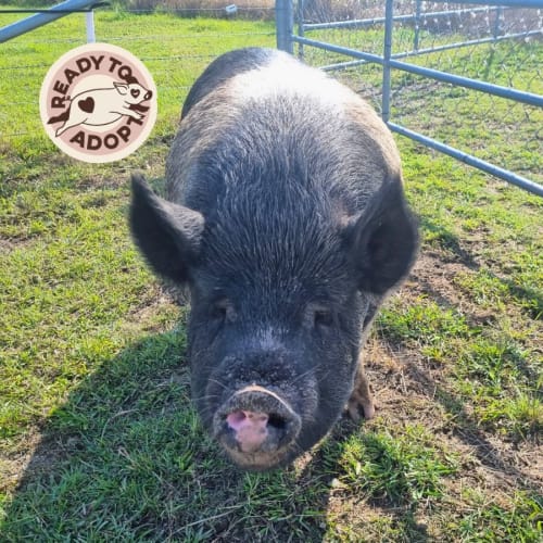 Rupert and Peggy Sue (male & female)