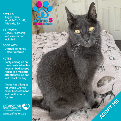 Angus Only $39 Limited Time!