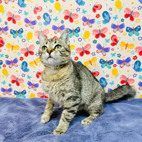 Ladybug - Located in Preston