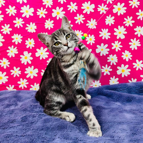 Hawkeye - Located in Preston